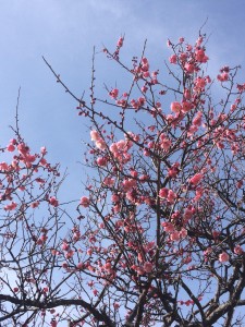 27653204_1663681510357366_14890520_o