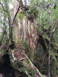 6BDC626B-0630-493B-AB3D-05CD7803D11C