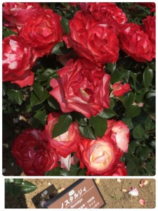 502EBB37-2F31-48AD-AB08-79201B06831E